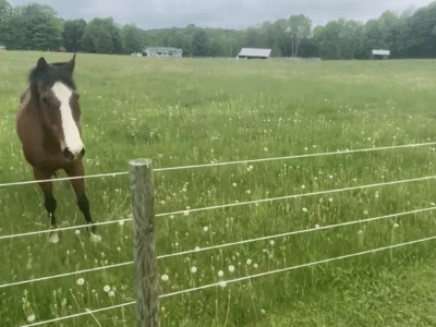 Horse'n Around Acres